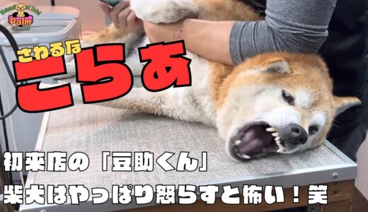 噛み犬トリミング初来店の柴犬！噛まれないよ〜に噛まれないよ〜にグルーミング！