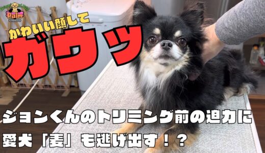 当店お客様の紹介きっかけで来店！チワワの噛み犬トリミング