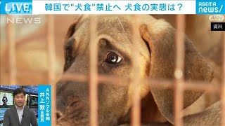 韓国で“犬食禁止”の法律成立　実態は？影響は？　ソウル支局長解説【ABEMA NEWS】(2024年1月11日)