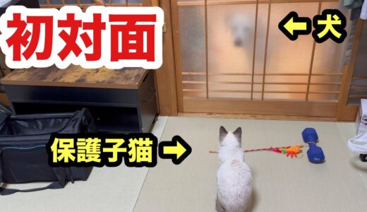 初めて犬と対峙する保護子猫の反応がこちらです