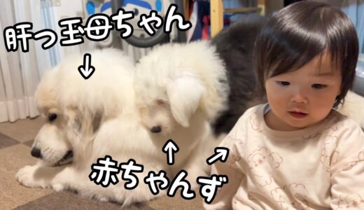 【ついに！】子犬と赤ちゃんを同時に面倒を見る超大型犬の技が凄過ぎました・・・！｜オールドイングリッシュシープドッグ＆グレートピレニーズ