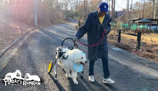 犬用車椅子をマスターしズンズン歩いたルンルンです　Great Pyrenees　グレートピレニーズ