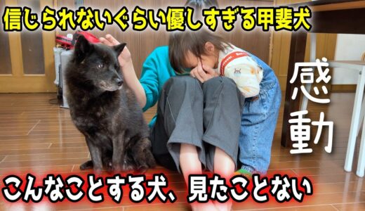 【感動】信じられないぐらい、優しすぎる甲斐犬一休さんの行動が・・・