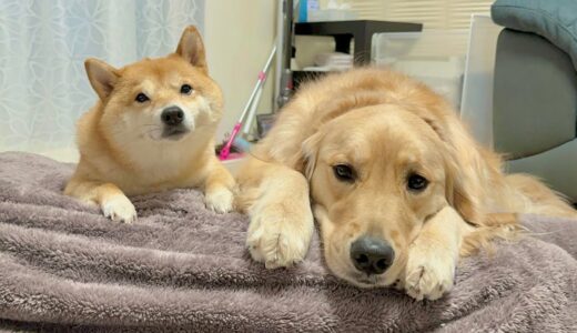 我が家にお客さまが来ると犬布団をプレゼントする豆柴とゴールデンレトリバーが可愛すぎました