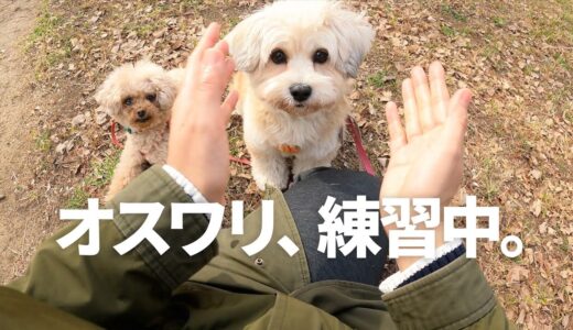 オスワリを練習する保護犬メルちゃん、賢い予感？！