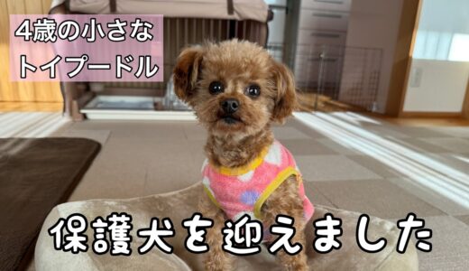 家族が増えました【保護犬トイプードル】