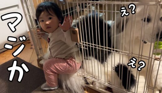 【えw】ケージに超大型犬と子犬が入っているとまさかの妹も中に入っちゃいました…｜グレートピレニーズ＆オールドイングリッシュシープドッグ