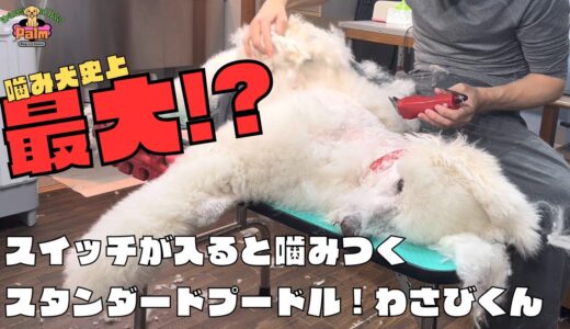 噛み犬トリミング！スタンダードプードル寝かせてバリカン