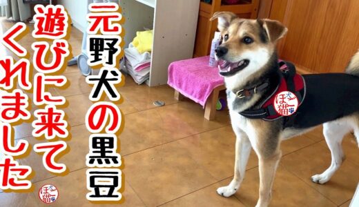 【元保護犬】黒豆が遊びに来てくれました