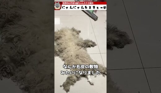 ボロボロな犬を迎え入れるように説得した食パンコーギー君