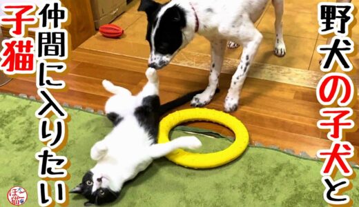 【子犬 子猫 野犬 保護犬】野犬の子犬達の仲間に入りたい子猫