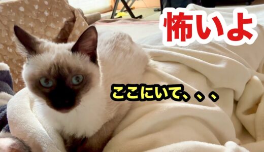 犬が怖くて部屋から出れない保護子猫