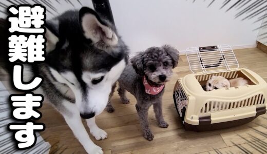 凄まじい大雪で猫と犬が避難...