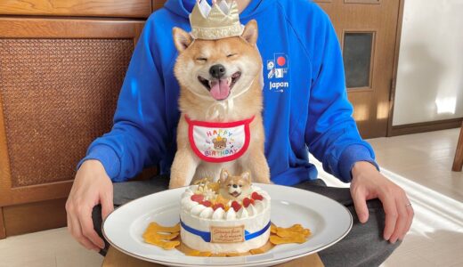 5歳のお誕生日を迎えた豆柴を盛大にお祝いしました！