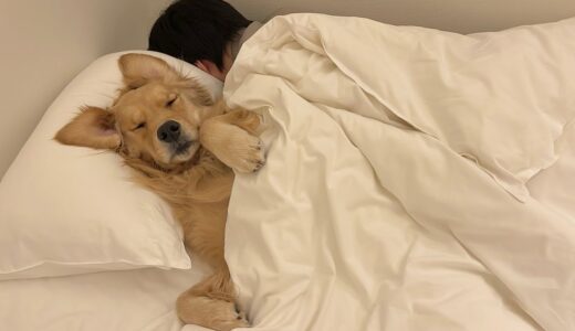 飼い主のベッドは自分の寝床だと思っているゴールデンレトリバー