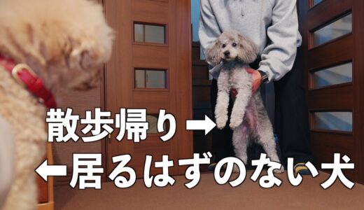 🐶【ドッキリ】散歩から帰って居るはずのない犬が居たら愛犬はどんな反応をする？