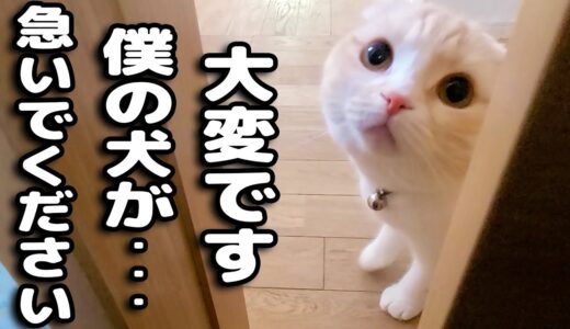 猫が犬の異常行動に気づき知らせにきたのでついて行くと…