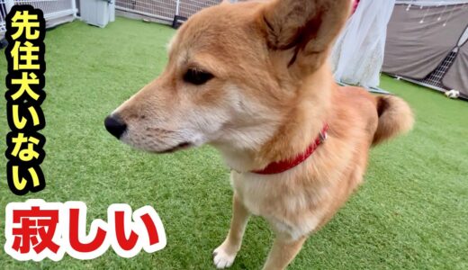 先住犬がいないと寂しい保護子犬ソラくん