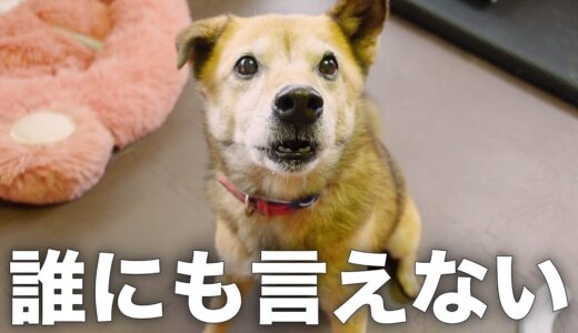 雑種犬コロちゃんの最近の悩みについてお話しします。