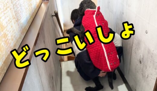 おんぶしないと階段を降りれない大型犬がいるだと？！