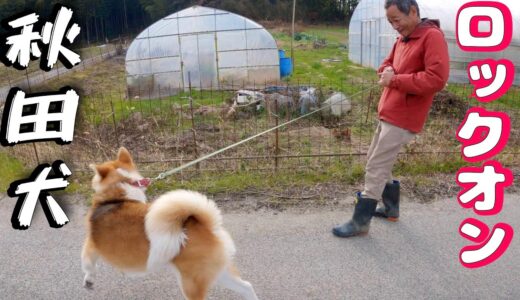 【秋田犬】散歩のロックオンさせない方法