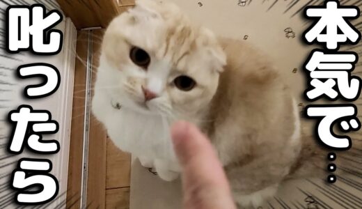 本気で猫を厳しく叱ったら犬達の行動に驚きました...