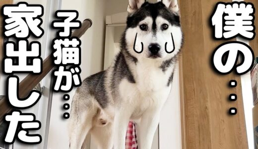 大切な猫が家出したと思って必死に探すハスキー犬がこうなっちゃいました