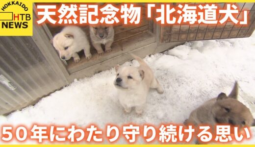 ４匹の子犬誕生　かつてはアイヌ民族の狩猟犬　天然記念物「北海道犬」を５０年にわたり守り続ける思い