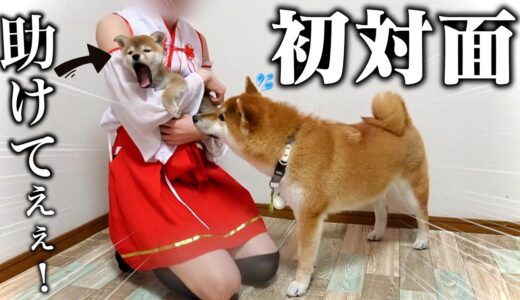 【初めまして…】先住犬こまちゃんと初対面の生後2ヶ月の柴犬の反応が可愛すぎました…【お迎え初日】