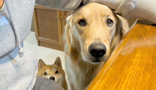 時間になると犬語で文句を言いに来るゴールデンレトリバーが可愛すぎました