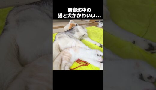 朝寝坊中の猫と犬がかわいい...#shorts