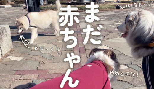 ハスキー犬の真似っこをどうしてもしたいオーストラリアンシェパード子犬と注意するお姉ちゃんボーダーコリー(笑)