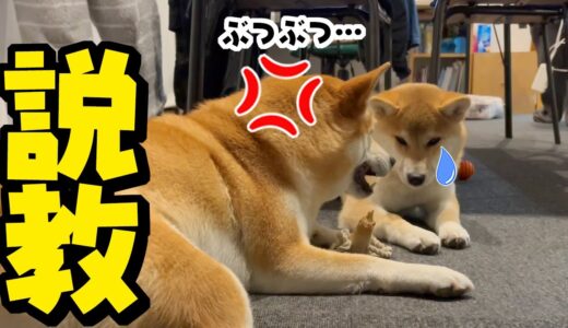 姉柴犬に犬語で説教をくらった子犬が逆ギレして大変なことになりました…