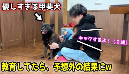 【この教育って、合ってますか？】甲斐犬一休が優しいからって、キックをするので・・・