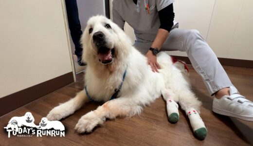 スー先生の犬整体を受けに行ったルンルンとアランです　Great Pyrenees　グレートピレニーズ