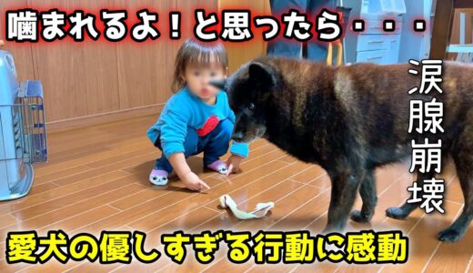 【感動】こんなに優しい犬、見たことない。オヤツあげてたら信じられない行動に