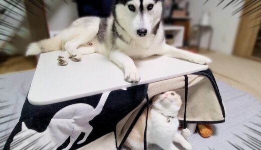 外出したはずの犬がこたつの上にいた時の猫の反応がかわいい...