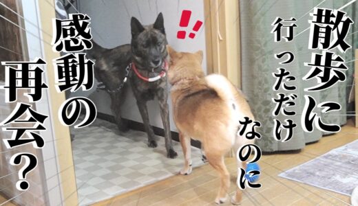 姉犬がいない！甲斐犬お散歩中に姉を恋しがって泣く柴犬【柴犬・甲斐犬】