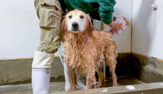 普段破天荒な犬が感情をなくしてしまった瞬間【飼育員が教える大型犬のシャンプー方法】