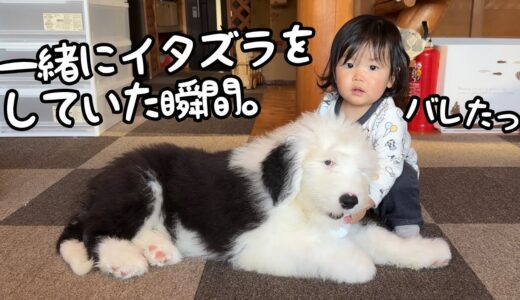 【あ！！】いつでも一緒の妹と子犬がついにイタズラも一緒にし始めちゃいました…｜オールドイングリッシュシープドッグ＆グレートピレニーズ