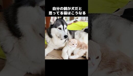 自分の親が犬だと思ってる猫はこうなります...#shorts