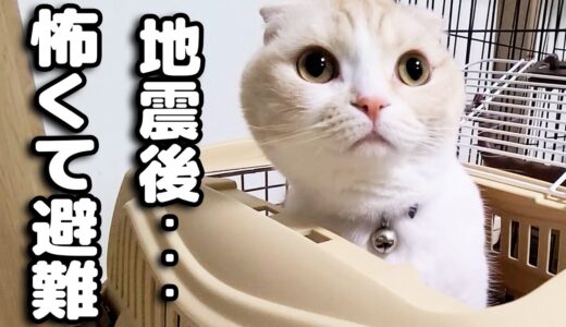 地震後怖すぎて眠れない猫と犬が避難しようとしてます...