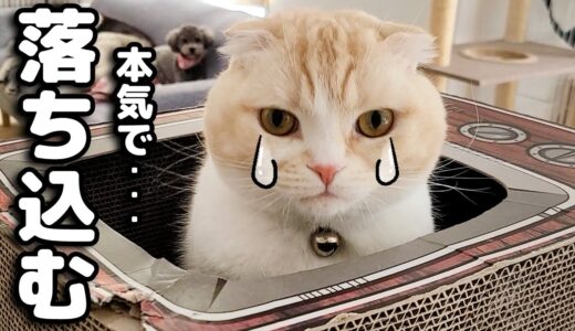 猫が本気で落ち込んでます…