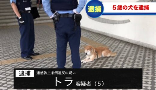 犬が逮捕されてツボるアナウンサー