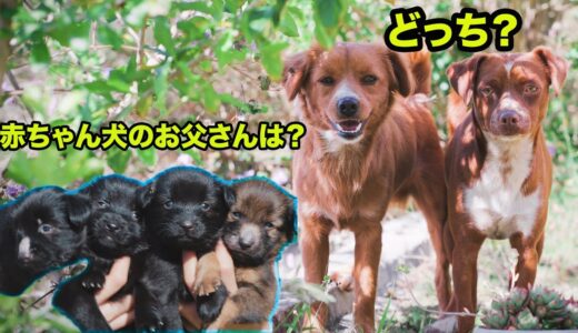 庭で保護した4匹の赤ちゃん犬の謎のお父さんが突然に現れた