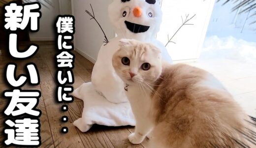 家に新しいお友達を連れてきたら猫と犬がこうなっちゃいました...