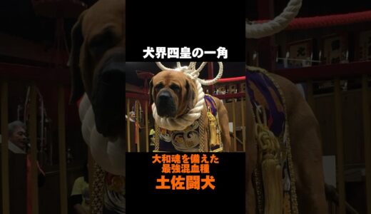 ⚠️世界でも要注意犬種？！大和魂全開犬[土佐闘犬雑学] 犬界四皇Part3