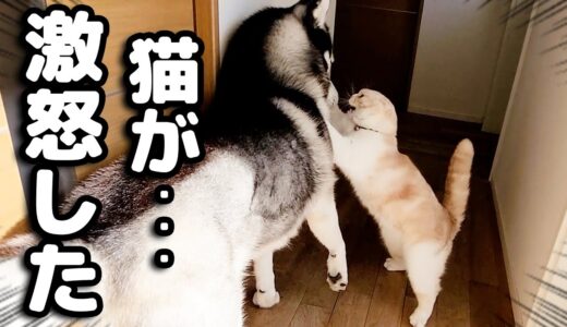 犬が猫にイタズラしたら本気で怒られこうなっちゃいました...