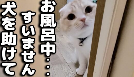 お風呂に入ってると猫が犬の異変に気づき知らせにきたのでついて行くと...