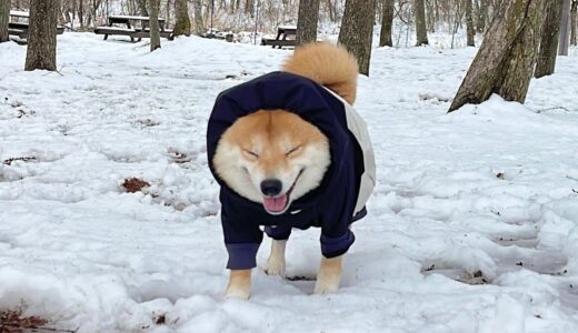 久しぶりの雪に囲まれて嬉しさが溢れ出ちゃう豆柴が可愛過ぎました…